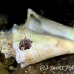 crab_hermit_ep_jar_h_0048_cub2653.jpg